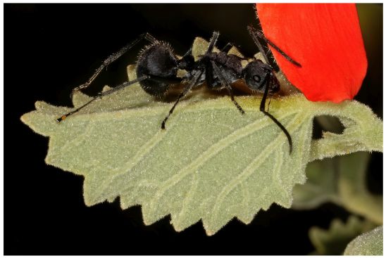 Hibiscus waterbergensis ant nectary